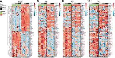 The phenotype of the gut region is more stably retained than developmental stage in piglet intestinal organoids